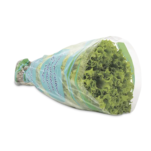 LECHUGA VERDE CRESPA HIDROPONICA 180G