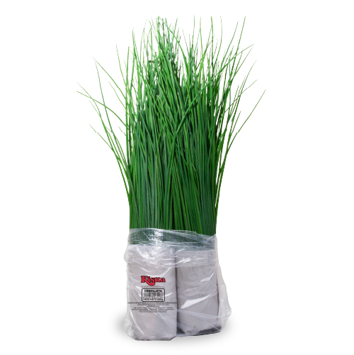 Cebolleta Kiska Bolsa 500 g