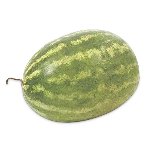 Patilla-Sandia X Kg